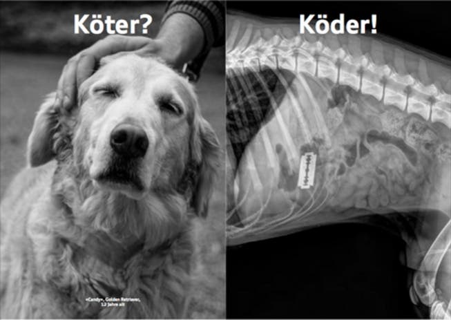 Sujet aus der Kampagne "Sauhund" der Schweizerischen Kynologischen Gesellschaft: Die Röntgenaufnahme mit Rasierklinge im Verdauungstrackt ist echt. (Bild: PD)