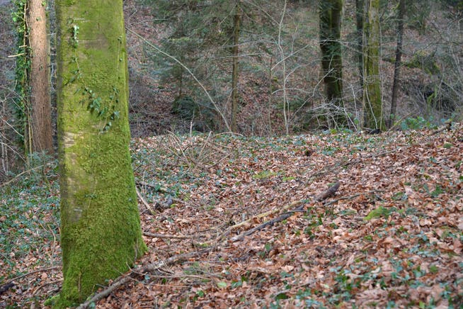 An dieser Stelle in einem Wald bei Zezikon fand ein Mann den Teppich mit der eingewickelten Leiche einer Frau. (Bild: Mario Testa)
