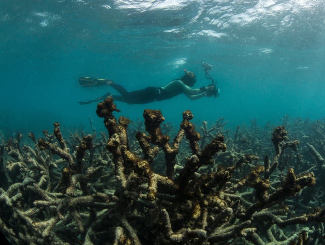 Dem Great Barrier Reef vor Australien machen wärmere Wassertemperaturen und eine damit verbundene Korallenbleiche zu schaffen. (Bild: KEYSTONE/AP The Ocean Agency / XL Catlin Seaview Survey)