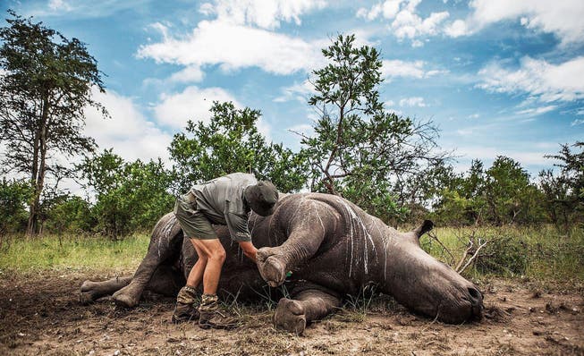 Ein Nashorn-Kadaver, getötet für sein Horn, wird für die Obduktion vorbereitet. (Bild: Salym Fayad/EPA (Kruger-Nationalpark, 4. Februar 2015))