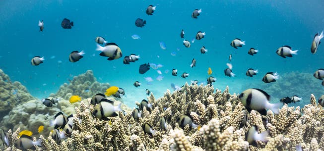 Ein bisschen blass: Dieses flache Korallenriff zeigt typische Spuren von Stress. (Bild: Getty)