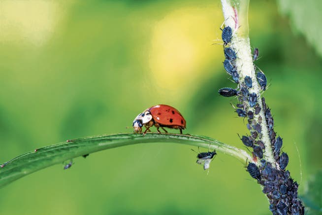 Zurzeit sind viele Pflanzen von Blattläusen befallen: Marienkäfer helfen gerne mit bei deren Bekämpfung. (Bild: Fotolia)
