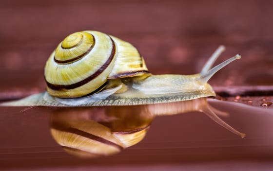 Was passiert wenn man eine schnecke salzt