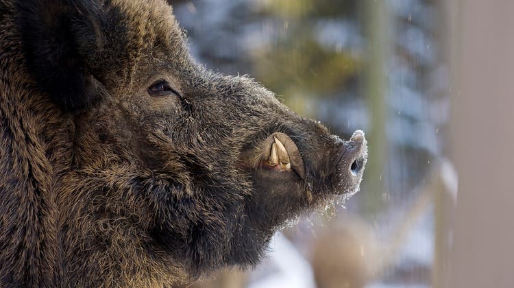Den Wildschweinen in Dänemark geht es an den Kragen. Symbolbild: Getty