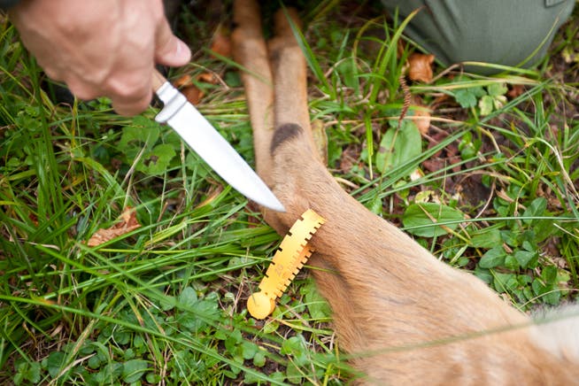 In Sachseln hat ein Hundehalter ein enthauptetes Reh gefunden. (Symbolbild: Dominik Wunderli (Unterägeri, 5. Oktober 2011))