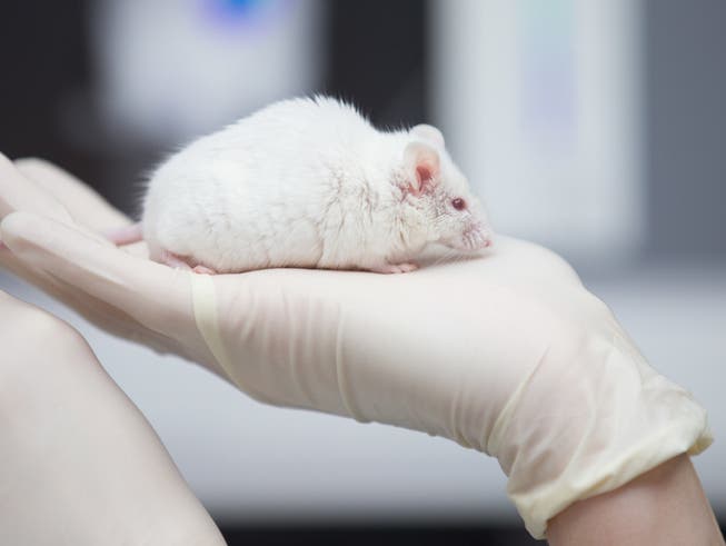 Zwei Drittel der im Jahr 2017 für Versuche eingesetzten Tiere waren Mäuse. (Bild: Keystone/DPA/FRISO GENTSCH)