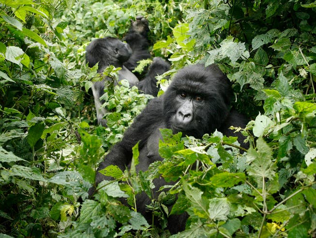 Berggorillas im Virunga-Nationalpark: Die Parks sind wegen ihrer einzigartigen Ökosysteme Unesco-Welterbestätten. (Bild: KEYSTONE/AP/Jerome Delay)