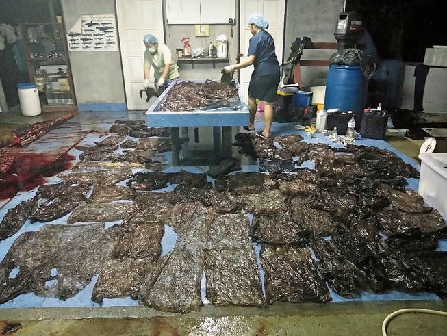 Diese Plastiksäcke wurden im Magen des verendeten Wals gefunden. (Bild: Reuters, Songkhla, 1. Juni 2018)