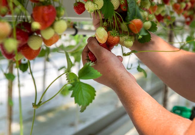 Erdbeeren aus dem Gewächshaus haben eine schlechte Ökobilanz. (Bild: Reto Martin)