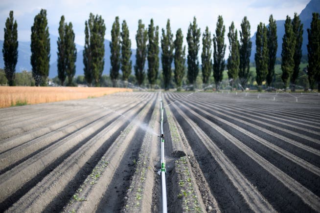 Ein trockenes Chicoree-Feld in Jenins GR wird künstlich bewässert. (Bild: Gian Ehrenzeller/Keystone (10. Juli 2018))