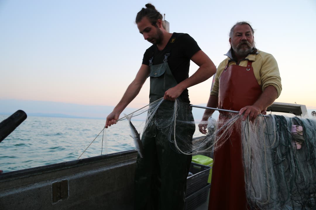 Berufsfischer Timon Görtz mit seinem Vater bei der Arbeit. Die Ausbeute ist in den vergangenen Jahren weniger geworden. (Bilder: Martin Rechsteiner)
