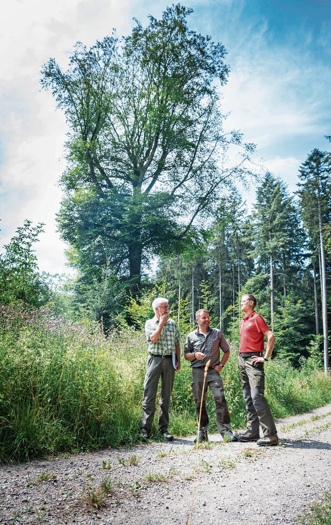 Die 200-jährige Buche im Hörnliwald darf weitere 200 Jahre stehen bleiben; Geri Schwager und Ruedi Lengweiler vom Forstamt unterhalten sich mit Revierförster Stefan Bottlang. (Bild: Andrea Stalder)
