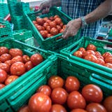 Durch das schöne und warme Wetter entsteht 2018 ein massiver Überschuss an Tomaten, wie hier in Salmsach bei Bötsch Gemüsebau. (Bild: Reto Martin, 19. Juli 2018)