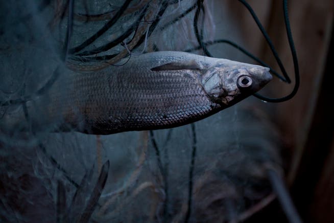 Im Netz gefangen: Noch gibt es nur Naturfische im Bodensee. (Bild: Luca Linder)