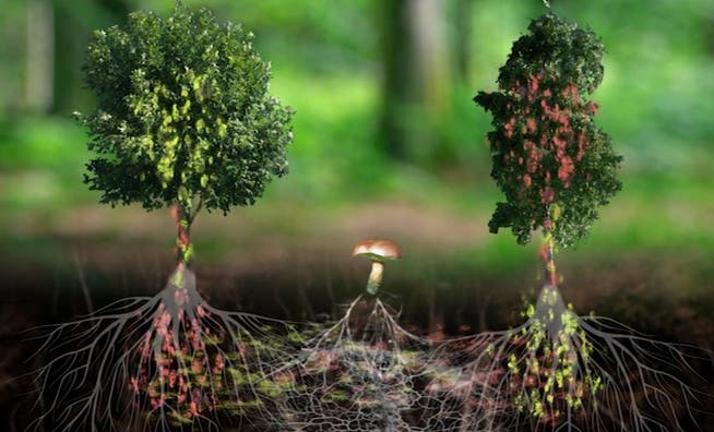 Illustration, wie Bäume miteinander kommunizieren, etwa via Wurzeln oder Pilze. (Bilder: Outside the box)
