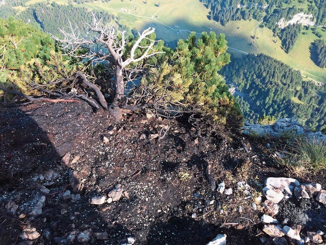 Abgebrannte Föhre auf der Alp Chlus unterhalb der Ebenalp. (Bild: Kapo AI)