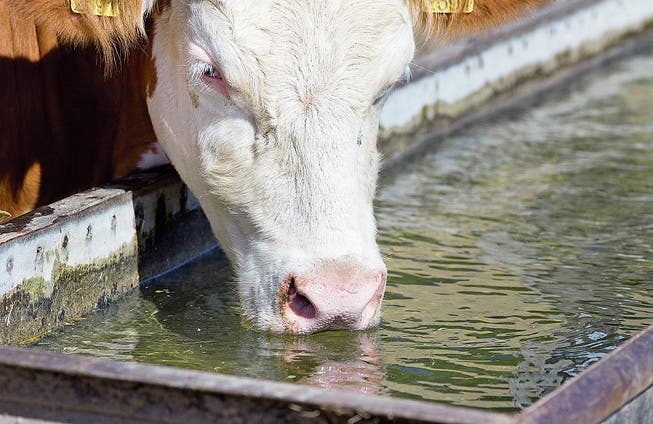 Durstiges Wetter auch für Kühe. (Bild: Getty)