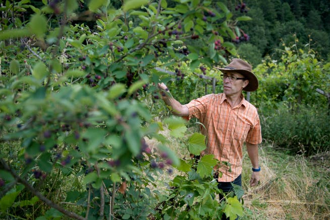 Seine Beerensträucher gelten nicht als landwirtschaftliche Kulturen: Permakultur-Bauer Beat Rölli auf seinem Hof Chuderboden. (Bild: Corinne Glanzmann (Malters, 25. Juni 2018))