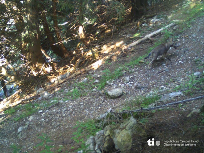 Ein Jungwolf tappte im Morobbiatal in die Fotofalle. (Bild: Dipartimento del territorio TI)