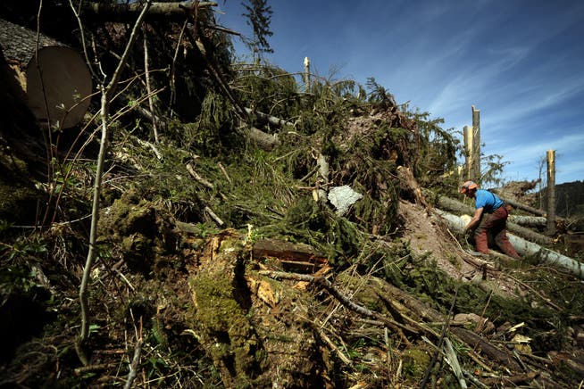 Nach dem Sturm Lothar verunglückten im Jahr 2000 zahlreiche Forstarbeiter tödlich - dieses Mal kam es zu deutlich weniger Unfällen (Archivbild: Pius Amrein)