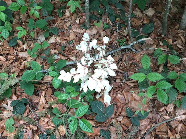 Jeden Frühling bildet diese kleine Buche schneeweisse Blätter. (Bild: Waldregion 5, Toggenburg)