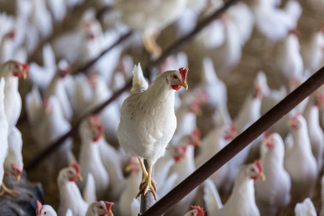 80000 Hühner - Legehennen oder Mastpoulets - leben alleine in Gossau. 