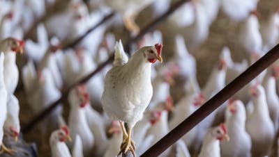 80000 Hühner - Legehennen oder Mastpoulets - leben alleine in Gossau.