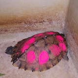 Vor zwei Jahren ist dem Tierschutzverein Sirnach und Umgebung eine Schildkröte zugelaufen, deren Panzer mit rosaroter Farbe markiert war. (Bild: PD/Tierschutzverein Sirnach und Umgebung)