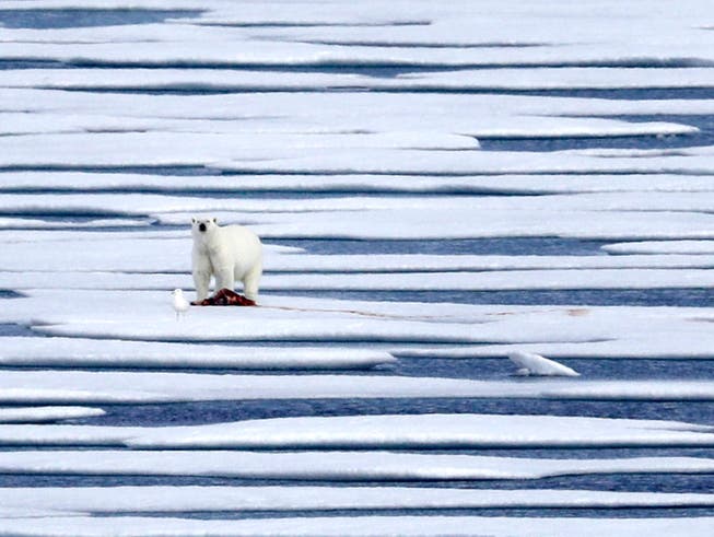 Ein Eisbär hat im hohen Norden Kanadas einen Jäger getötet. (Bild: KEYSTONE/AP/DAVID GOLDMAN)