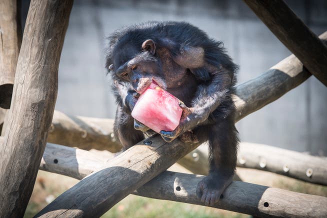 Im Walter-Zoo werden die Schimpansen wegen der Hitze mit Fruchtglace gefüttert (Bild: Ralph Ribi)