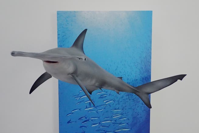 Der 3D-Druck eines jungen Hammerhais im Naturmuseum. (Bild: PD/Naturmuseum)