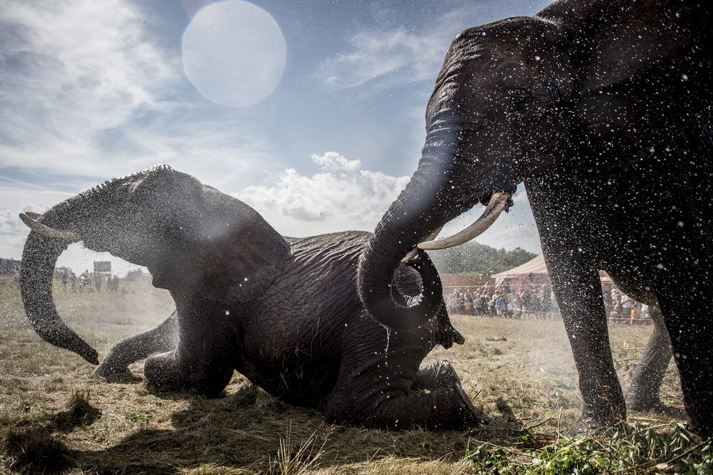 Sogar den Elefanten in einem dänischen Zirkus ist es zu heiss. (Bild: Keystone)
