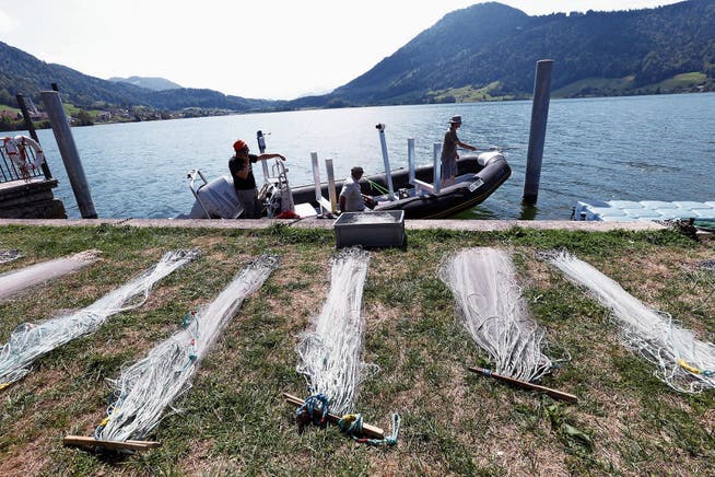 Auf dem See wird der Fischbestand mit Hilfe von benthischen (linkes Bild) und vertikalen Netzen (rechts oben) erhoben und in Ufernähe per Elektrofang (rechts unten). (Bild: Bilder: Werner Schelbert (Morgarten, 29. August 2018))