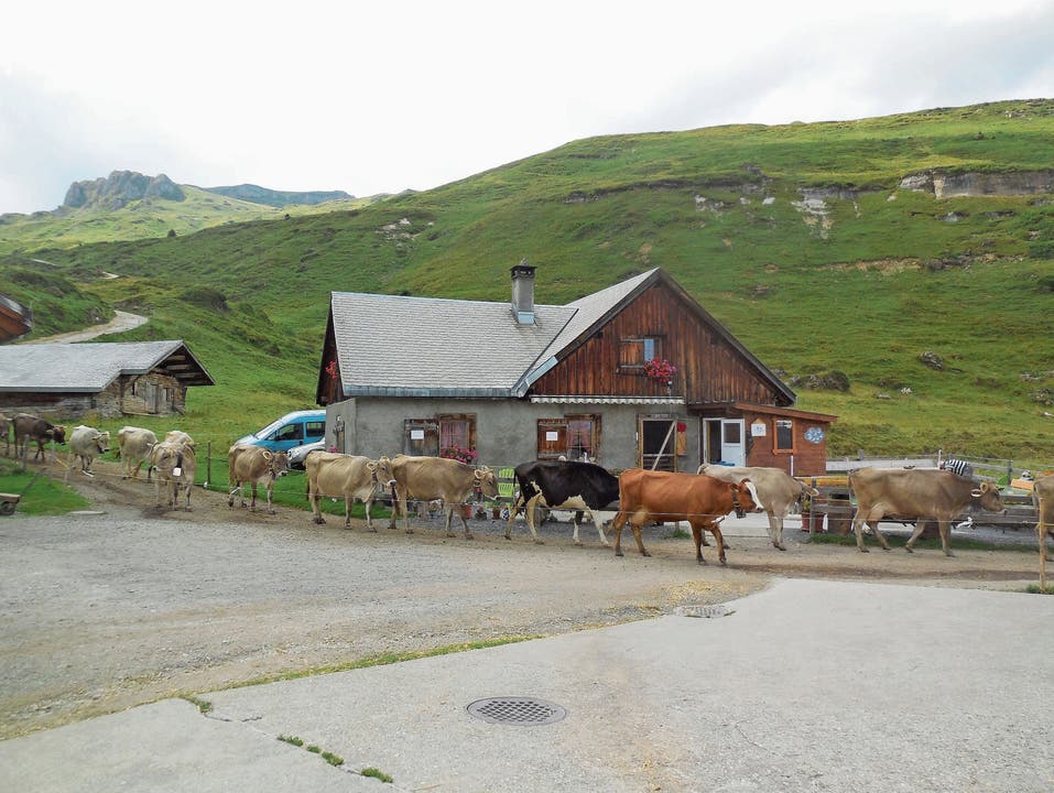 Nur für kurze Zeit im Stall: Während den Sommermonaten befinden sich die Kühe Tags- und Nachtsüber auf den würzigen Alpweiden und sind nur für den Melkvorgang morgens und abends kurz im Alpstall. (Bild: Bilder: Marco Bolt/PD)