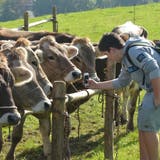 An den Viehschauen werden die Kühe begutachtet. (Bild: APZ)