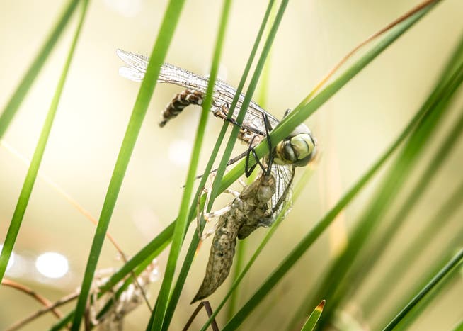 Wer oder was ist schuld am Insektensterben? Die Aufnahme zeigt eine Libelle bei der Häutung. (Bild: Andrea Stalder (Wuppenau, 22.August 2018))