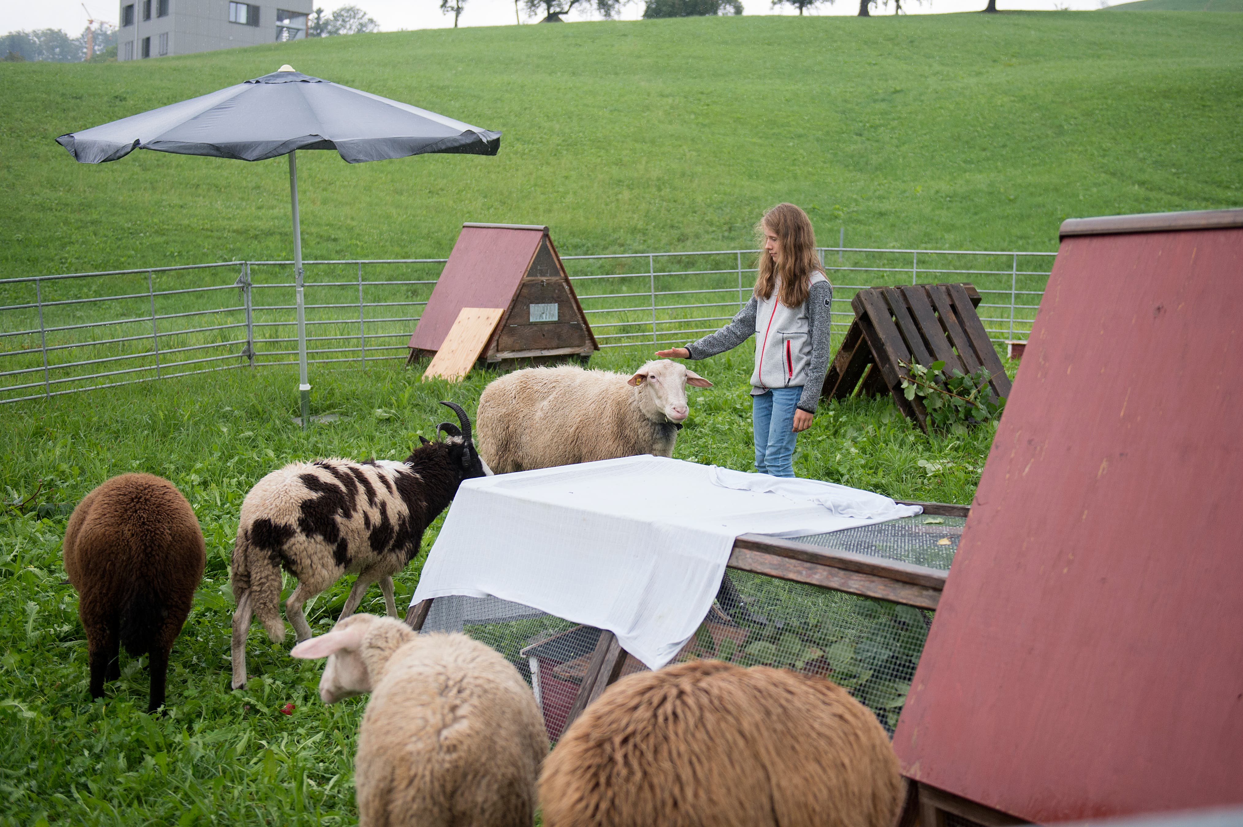 Die Schafe freuten sich über den Besuch. (Bild: Maria Schmid (Allenwinden, 1. September 2018))