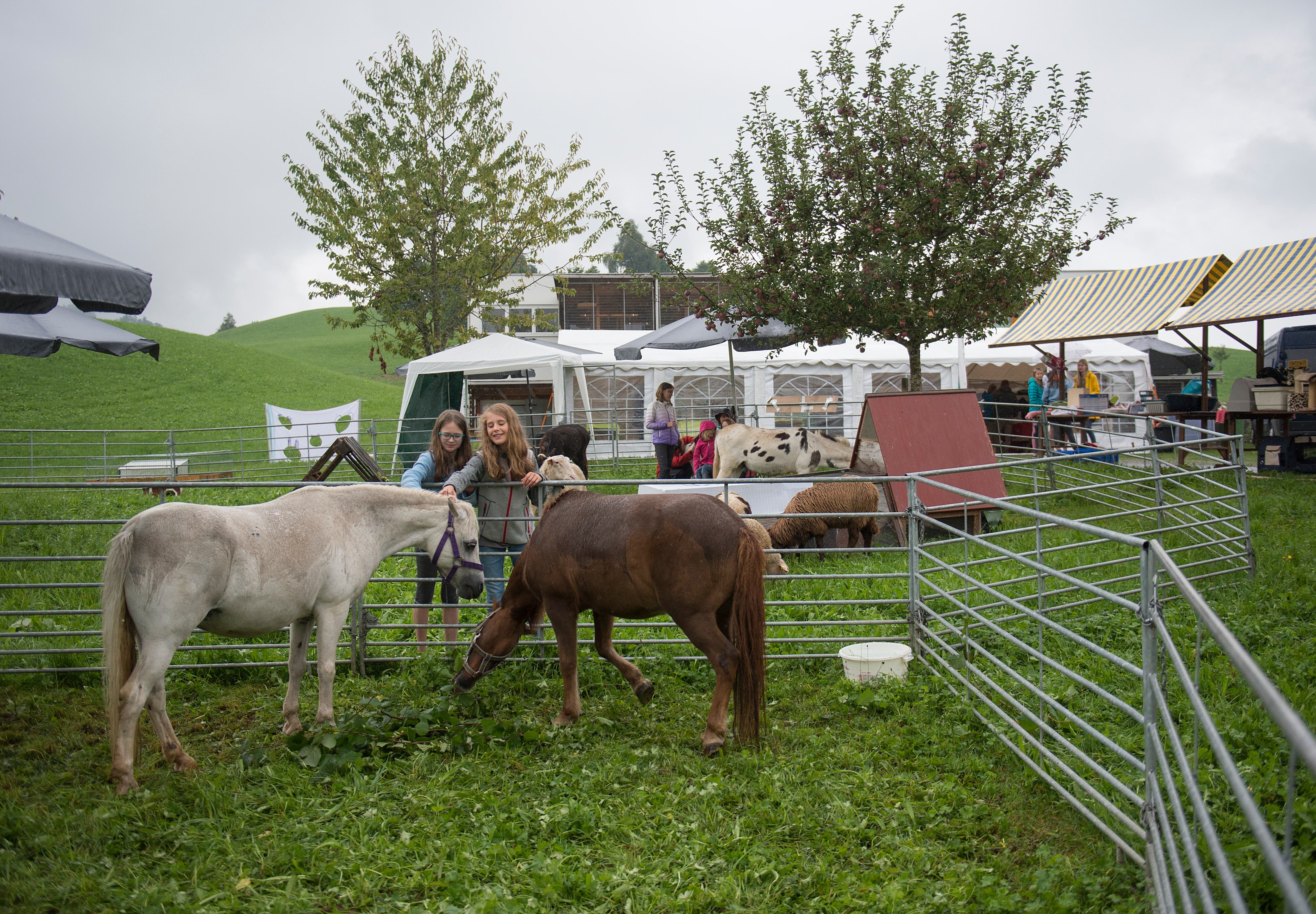 Der Tierschutzverein Zug feiert das 70-jährige Bestehen im Tierheim Allenwinden. (Bild: Maria Schmid (Allenwinden, 1. September 2018))