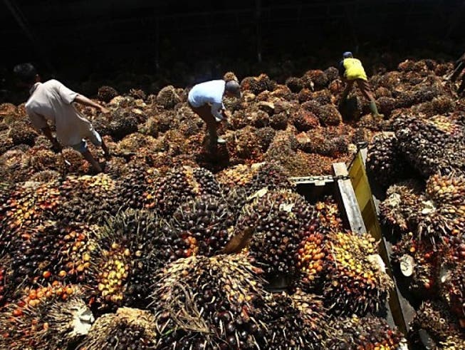 Der Bundesrat soll Palmöl nicht aus den Verhandlungen für ein Freihandelsabkommen mit Malaysia ausklammern. Das verlangt der Ständerat. Stattdessen schlägt er vor, keine Konzessionen in ökologischen und sozialen Fragen zu machen. (Bild: Keystone/AP/Tatan Syuflana)