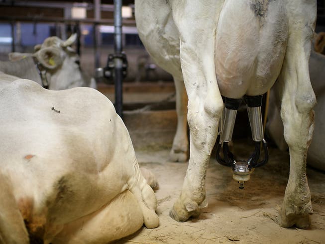 Der Nationalrat setzt ein Zeichen für den gebeutelten Milchmarkt und unterstützt drei Standesinitiativen, die eine Mengensteuerung verlangen. (Bild: KEYSTONE/GIAN EHRENZELLER)