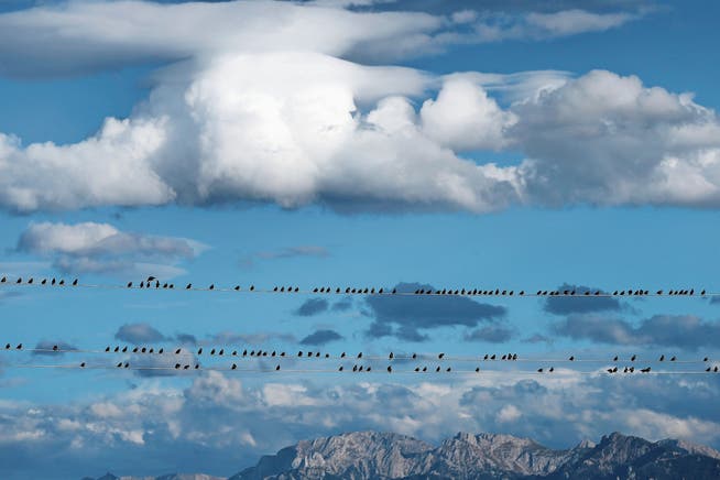 Spätsommer-Komposition: Wolken, Stare, Berge vor einem Wow-Blau. (Bild: Karl-Josef Hildenbrand/Keystone (Görisried, 23. September)