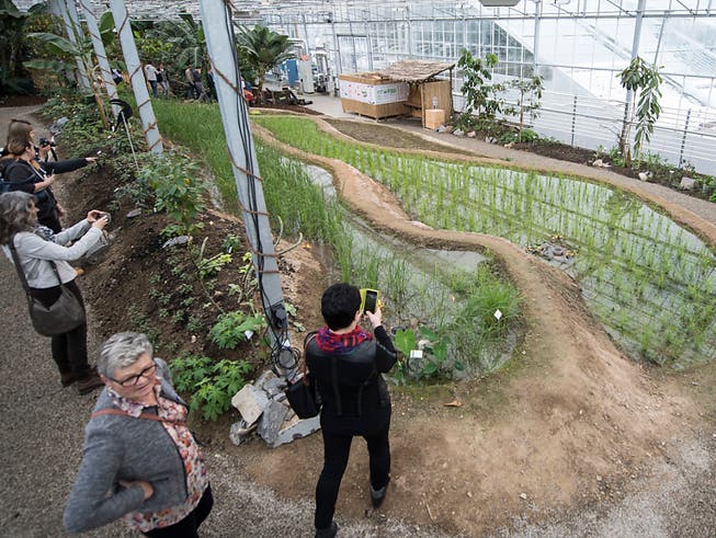 Erst im vergangenen März eröffnete das Tropenhaus Wolhusen die einzigen Reis-Terrassen der Schweiz - nächstes Jahr stellt es seinen Betrieb ein. (Bild: KEYSTONE/URS FLUEELER)
