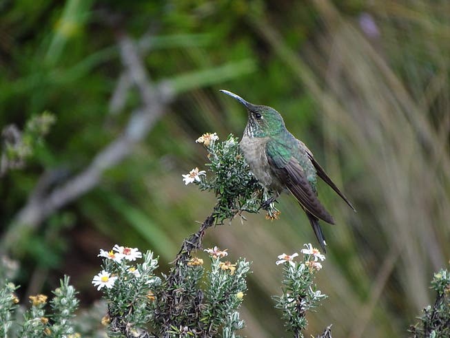 Schillernde blaue Federn am Hals sind das Merkmal der in Ecuador neu entdeckten Kolibri-Art. (Bild: KEYSTONE/EPA INABIO/INABIO HANDOUT)