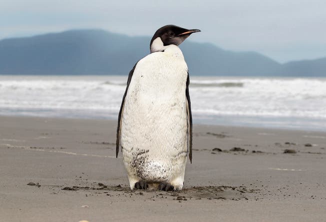 Ja, der Pinguin – lateinisch heisst «pinguis» «fett». (Bild: Mark Mitchell/AP)