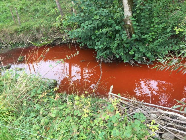 Rückstände eines Behandlungsmittels für Weizen gelangten über die Kanalisation in den Galterenbach. Dadurch färbte sich dieser rot. (Bild: Quelle: Kapo Freiburg)