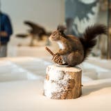 Im Naturmuseum Thurgau: Das Eichhörnchen legt im Herbst einen Vorrat für den Winter an. (Bild: Reto Martin)