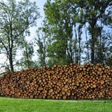 In Uesslingen ist eines der Zwischenlager für Holz entstanden, das wegen des Borkenkäfers geschlagen werden musste. (Silvan Meile)