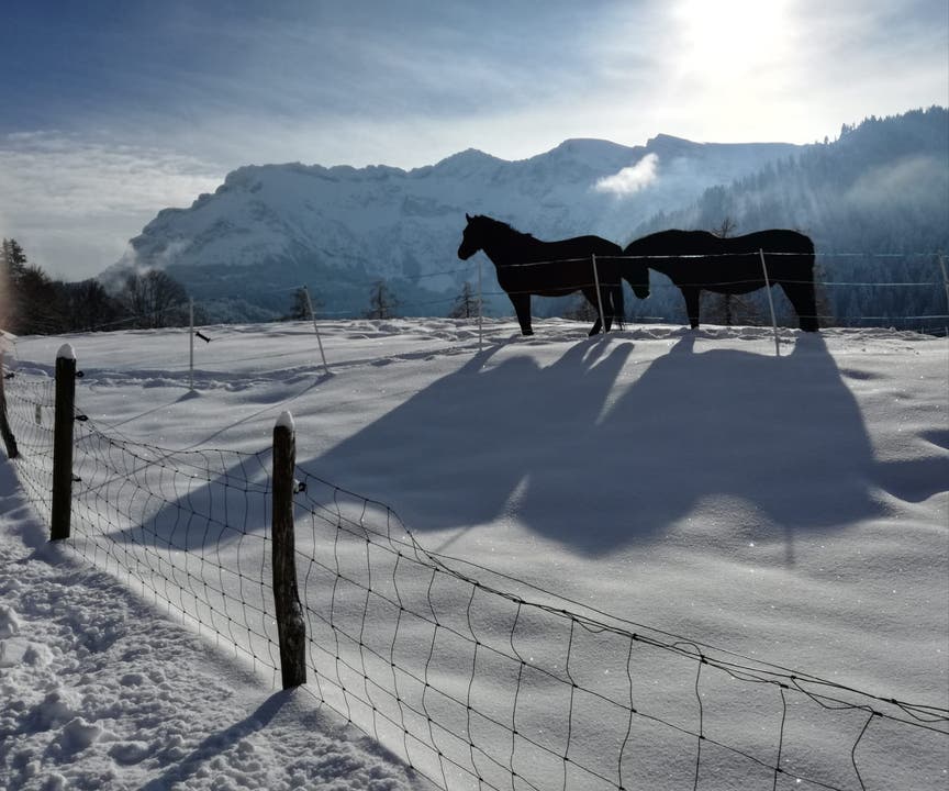 2 Pferde tummeln sich mit Blick auf den Pilatus im Pulverschnee. (Bild: Heidi Birrer (Eigenthal, 11. Januar 2019))