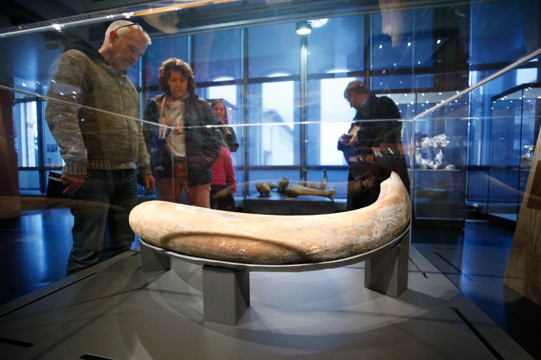 Dieser Stosszahn eines Mammut wurde im heutigen Rotkreuz gefunden. (Bild: Stefan Kaiser (Zug, 13. Januar 2019))