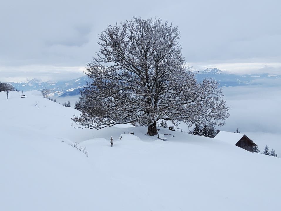 Während einer Schneeschuhtour oberhalb der Seebodenalp. (Bild: Verena Günther, 12. Januar 2019)